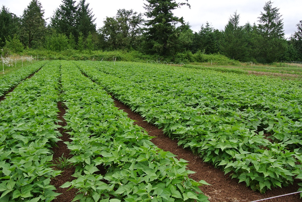 bean-field