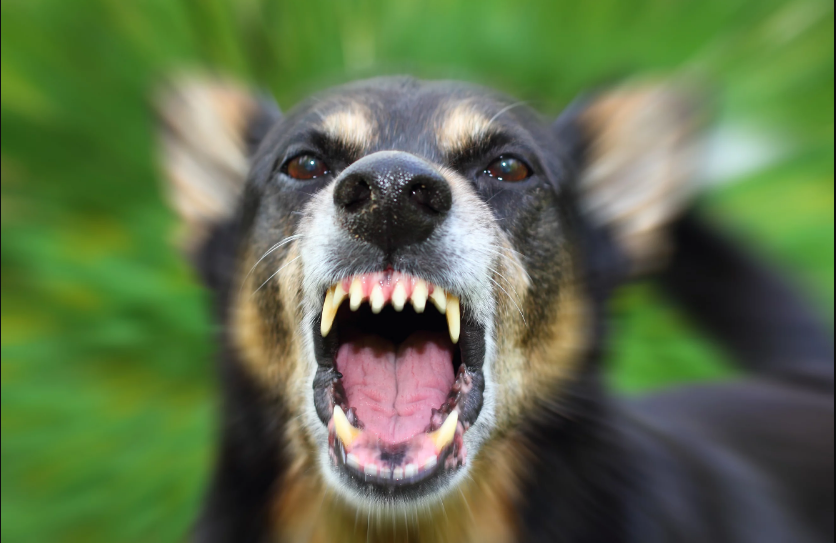 Dog bite